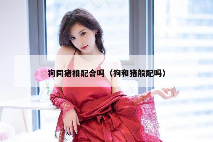 狗同猪相配合吗（狗和猪般配吗）